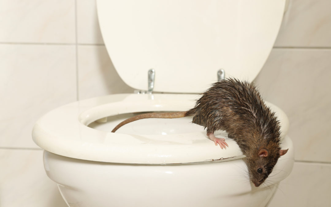 Kan rotter komme opp av do? Alt du trenger å vite